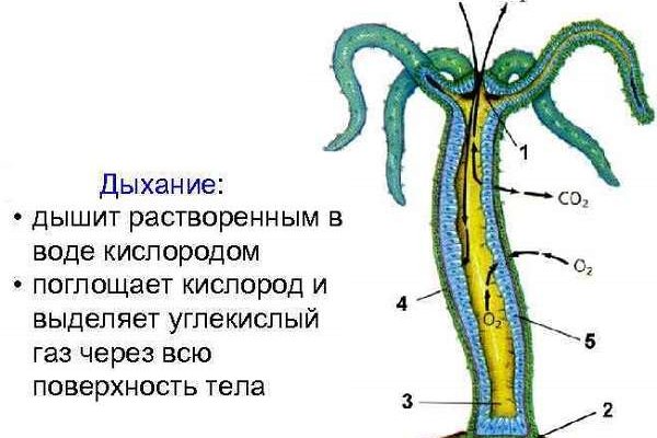 Как найти сайт кракен